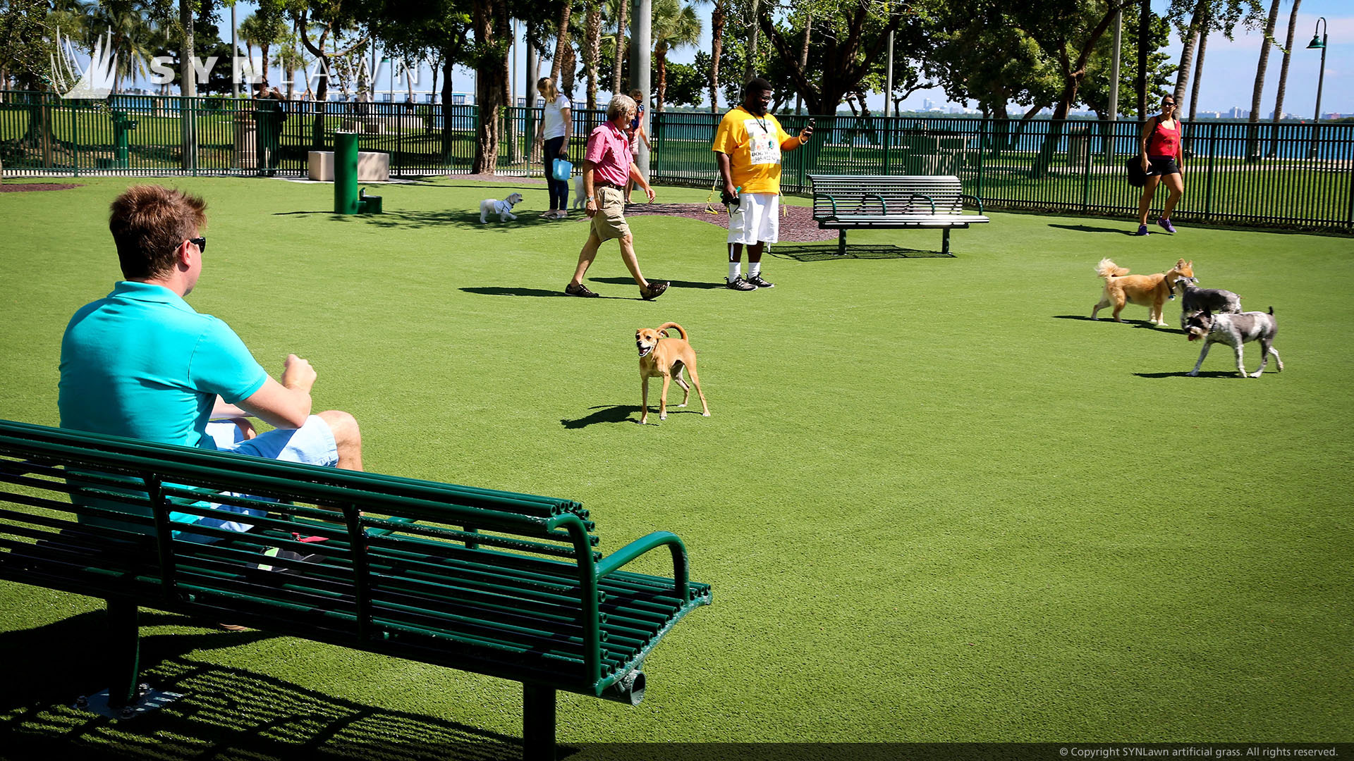 artificial grass lawn dog park